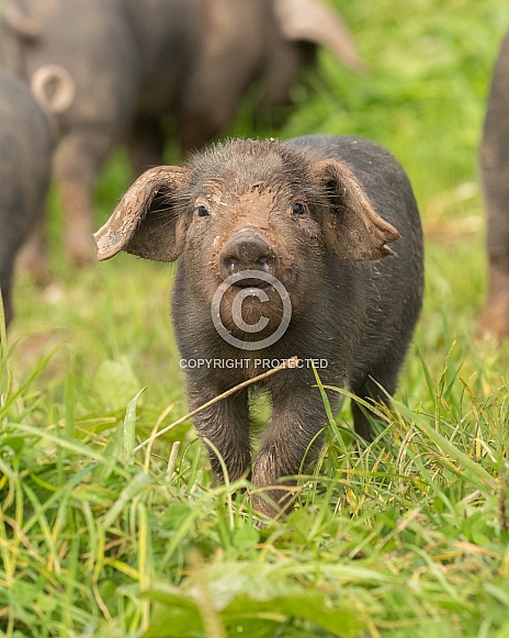 Rare Large Black Piglet Rare Large Black Piglet