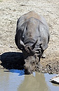 Greater one-horned rhinoceros (Rhinoceros unicornis)