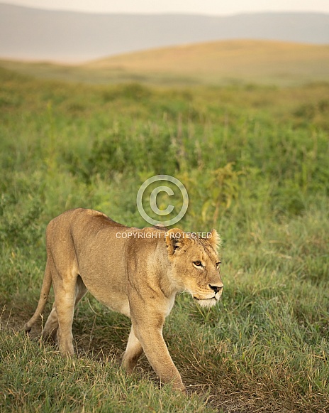 Lioness stalking through the grass