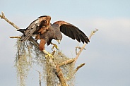 Harris's Hawk