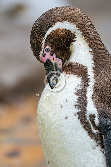 Humboldt Penguin Humboldt Penguin