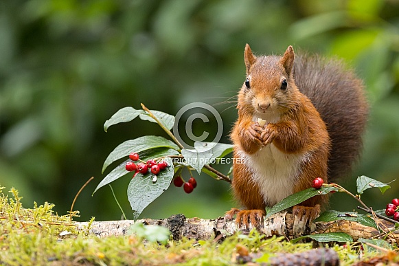 Red Squirrel Red Squirrel