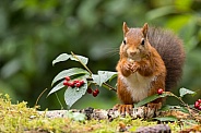 Red Squirrel