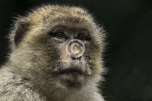 Barbary Macaque Face Shot Black Background
