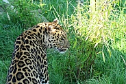 Leopard in Long Grass