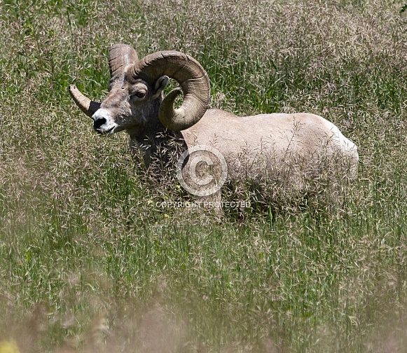 Big Horn Rams