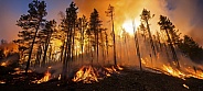 Forest fire