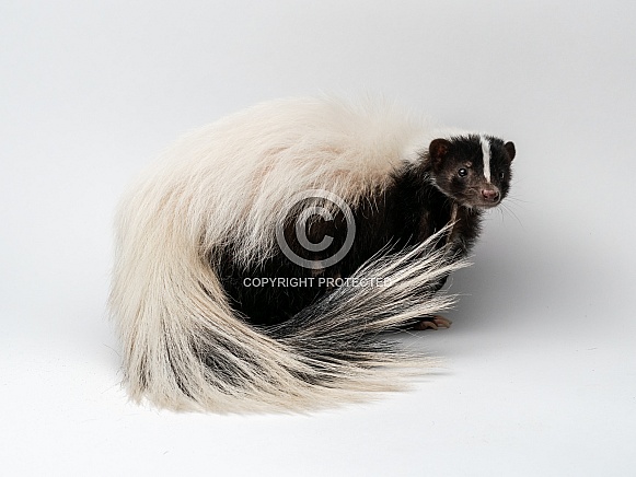 Striped Skunk on White Background Striped Skunk on White Background
