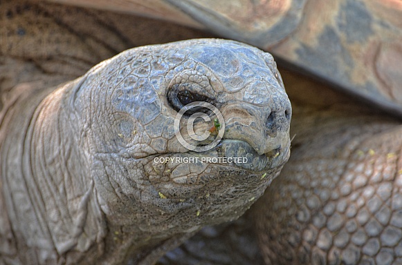 Aldabra Tortoise