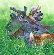 Red Deer