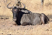 Wildebeest resting