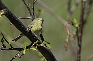 Female Orange-crowned Warbler in Alaska