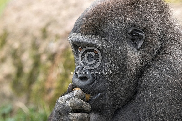 Young Western Lowland Gorilla Close Up Young Western Lowland Gorilla Close Up