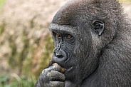 Young Western Lowland Gorilla Close Up
