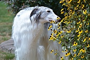 Borzoi Russian Wolfhound