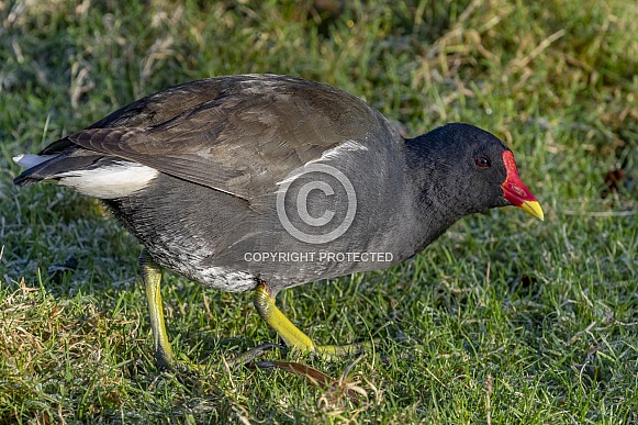 Moorhen or Common Gallinule