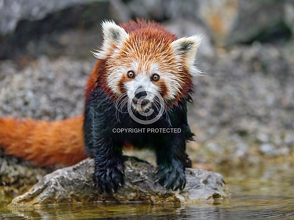 Happy red panda at the water