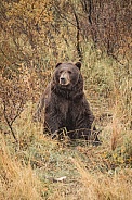 Alaska Bear 4
