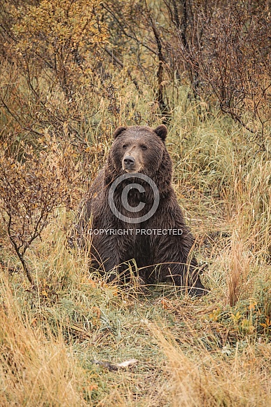 Alaska Bear 4