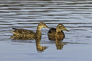 Female Mallard Ducks in the Golden Light
