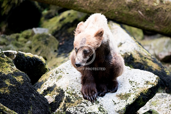 Wild grizzly bear cub in Alaska Wild grizzly bear cub in Alaska