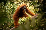 Sumatran orangutan in the jungle.