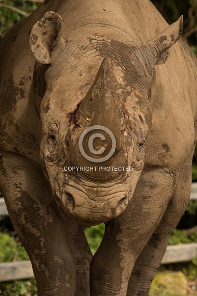 Black Rhino