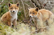 Red Fox cub in nature