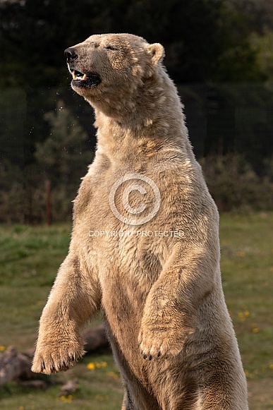 Polar Bear Standing Upright