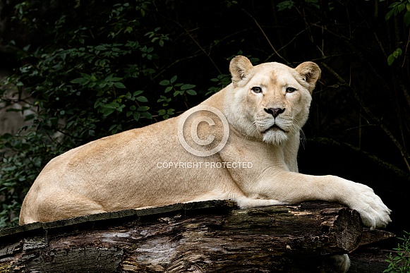 African White Lioness