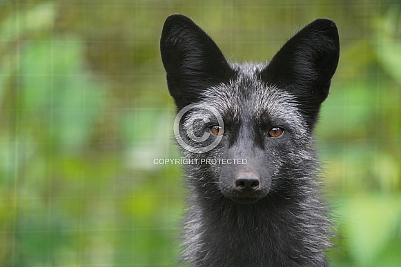 Silver Fox Silver Fox