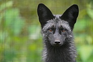 Silver Fox