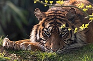 Sumatran Tiger Lying Down Looking At Camera