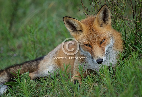 Red Fox in the wild
