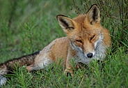 Red Fox in the wild