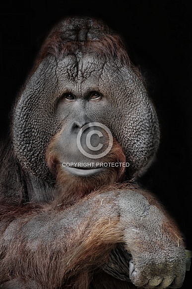 Orang-Utan Orang-Utan