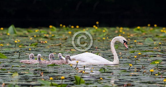 Mute swan