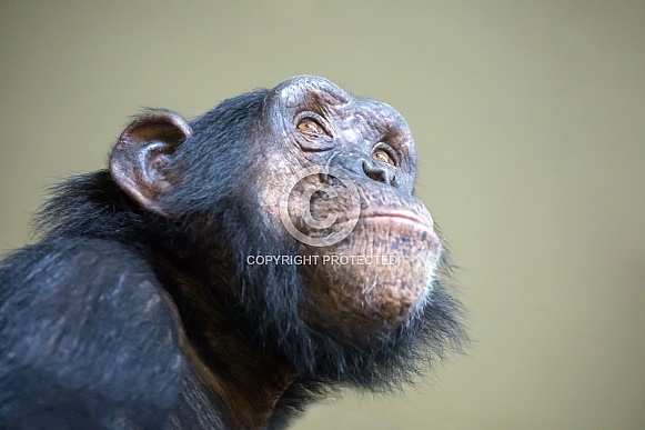 Chimpanzee (Pan troglodytes) Chimpanzee (Pan troglodytes)
