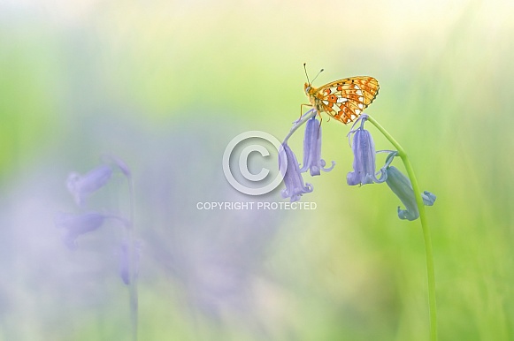 Peal Bordered Fritillary