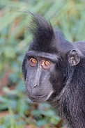 Crested Macaque (Macaca nigra)