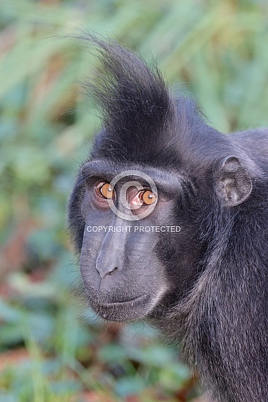Crested Macaque (Macaca nigra)