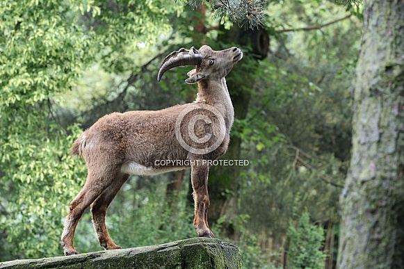 The Alpine ibex (Capra ibex)