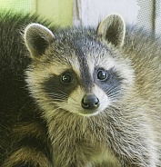 Raccoons