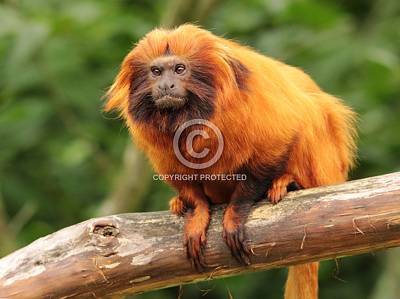 Golden Lion Tamarin Golden Lion Tamarin