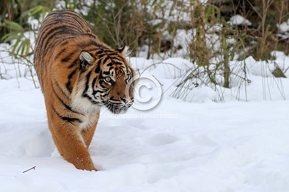 Sumatran tiger