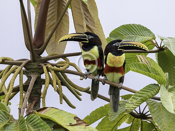 A Chestnut-eared Aracari in Ecuador A Chestnut-eared Aracari in Ecuador