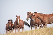 Wild Horse (Equus caballus)