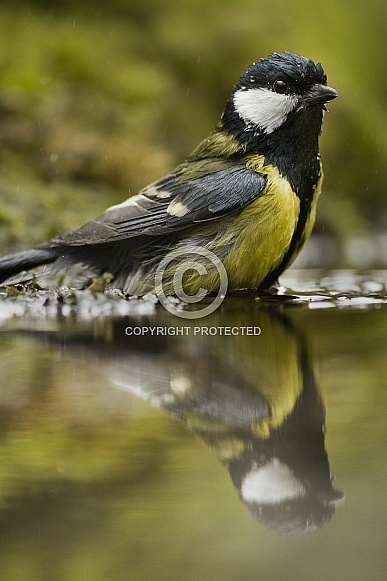 The great tit (Parus major) The great tit (Parus major)