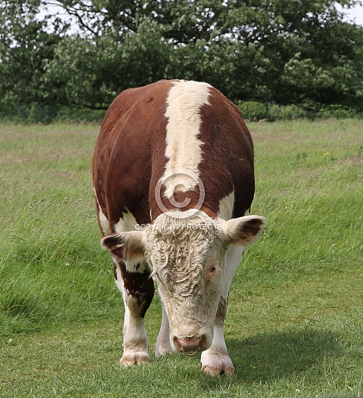 Hereford Cattle