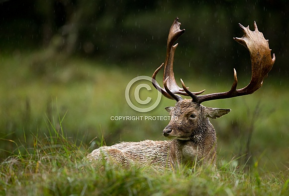 Fallow deer